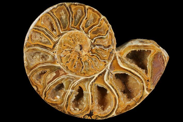 Sliced, Agatized Ammonite Fossil (half) - Jurassic #110747